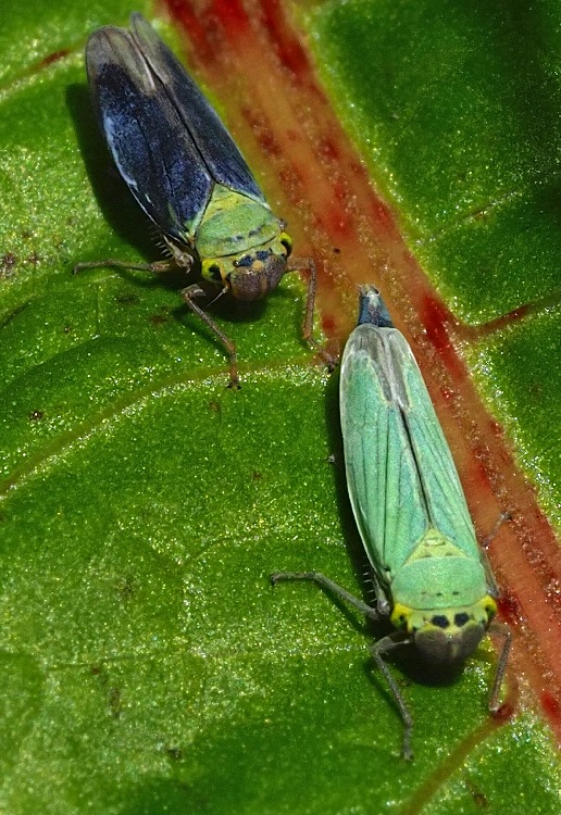 Binsenschmuckzikade, Cicadella viridis